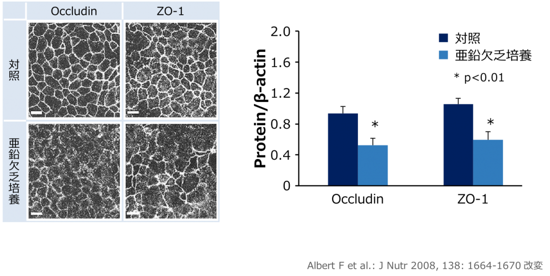 図２：亜鉛欠乏状態におけるタイトジャンクション構成蛋白の発現低下（in vitro）